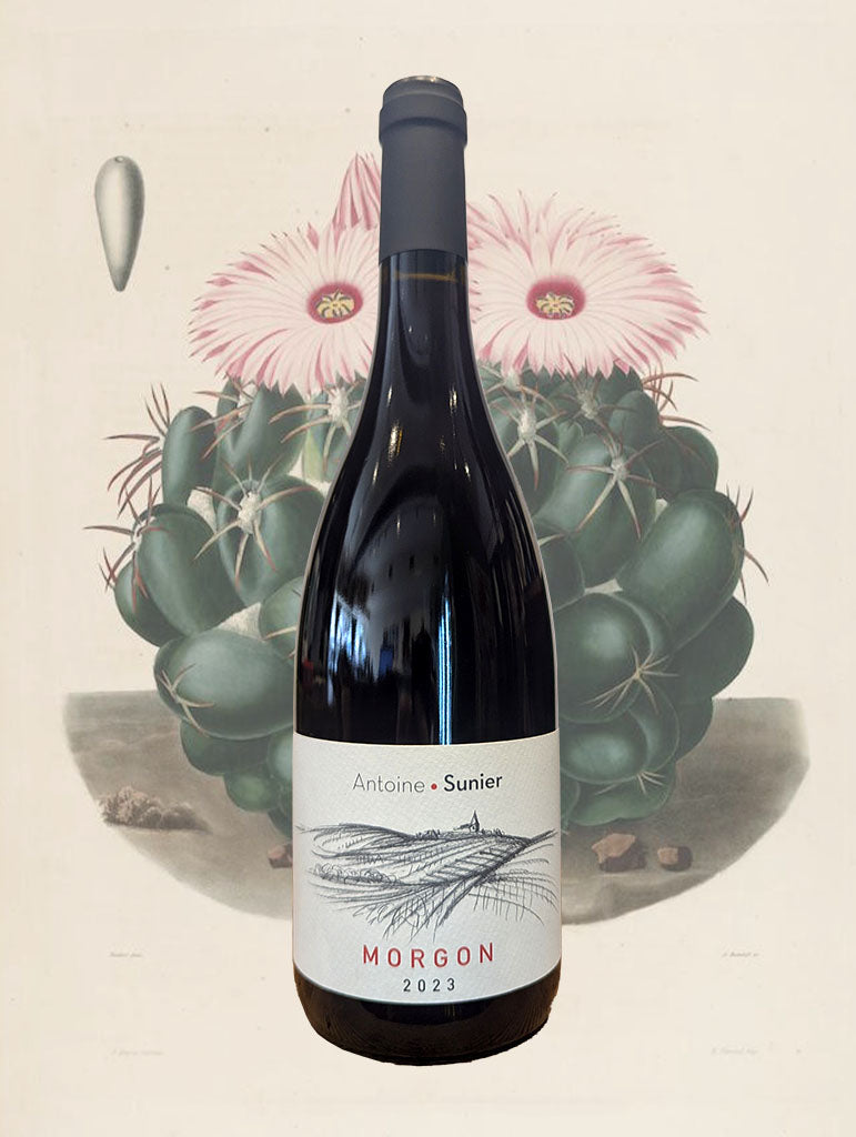 A bottle of Antoine Sunier Morgon 2023 from Beaujolais, France