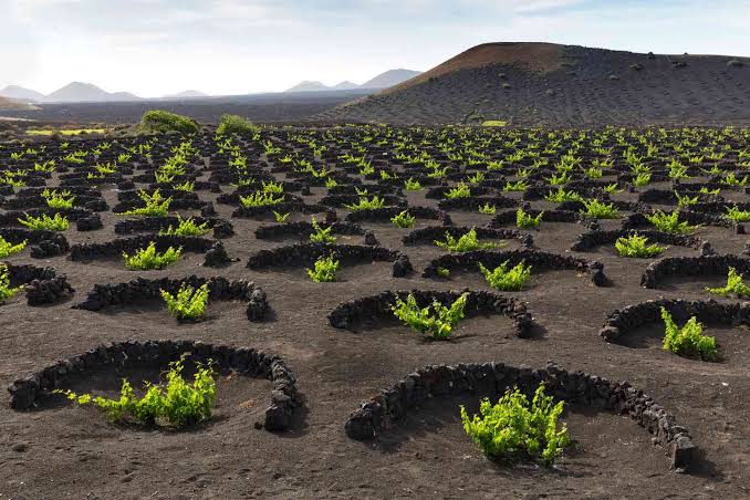 CANARY ISLANDS | Wine Tasting - FRI 6TH NOV