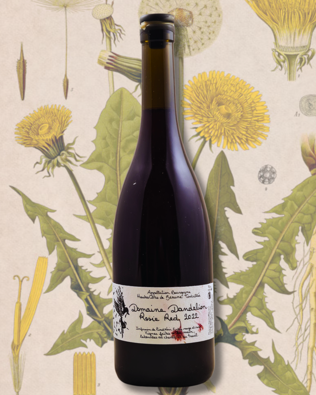 Bottle of Domaine Dandelion Pinot Noir in front of an old botanical illustration of dandelions, evoking the wine’s delicate, natural elegance.