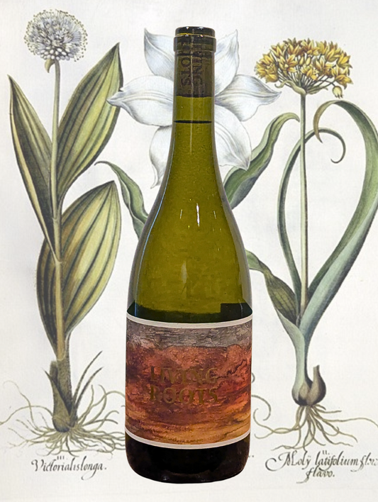 Bottle of Living Roots ‘Sea & Earth’ White Blend 2022 in front of a botanical illustration background. Modern, clean, organic vibe.